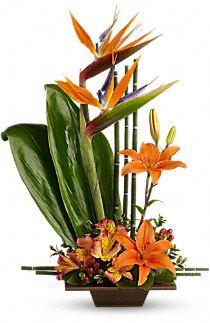 Exotic Grace Standard
